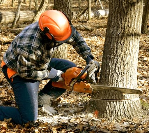 Tree Removal in Bacova, VA